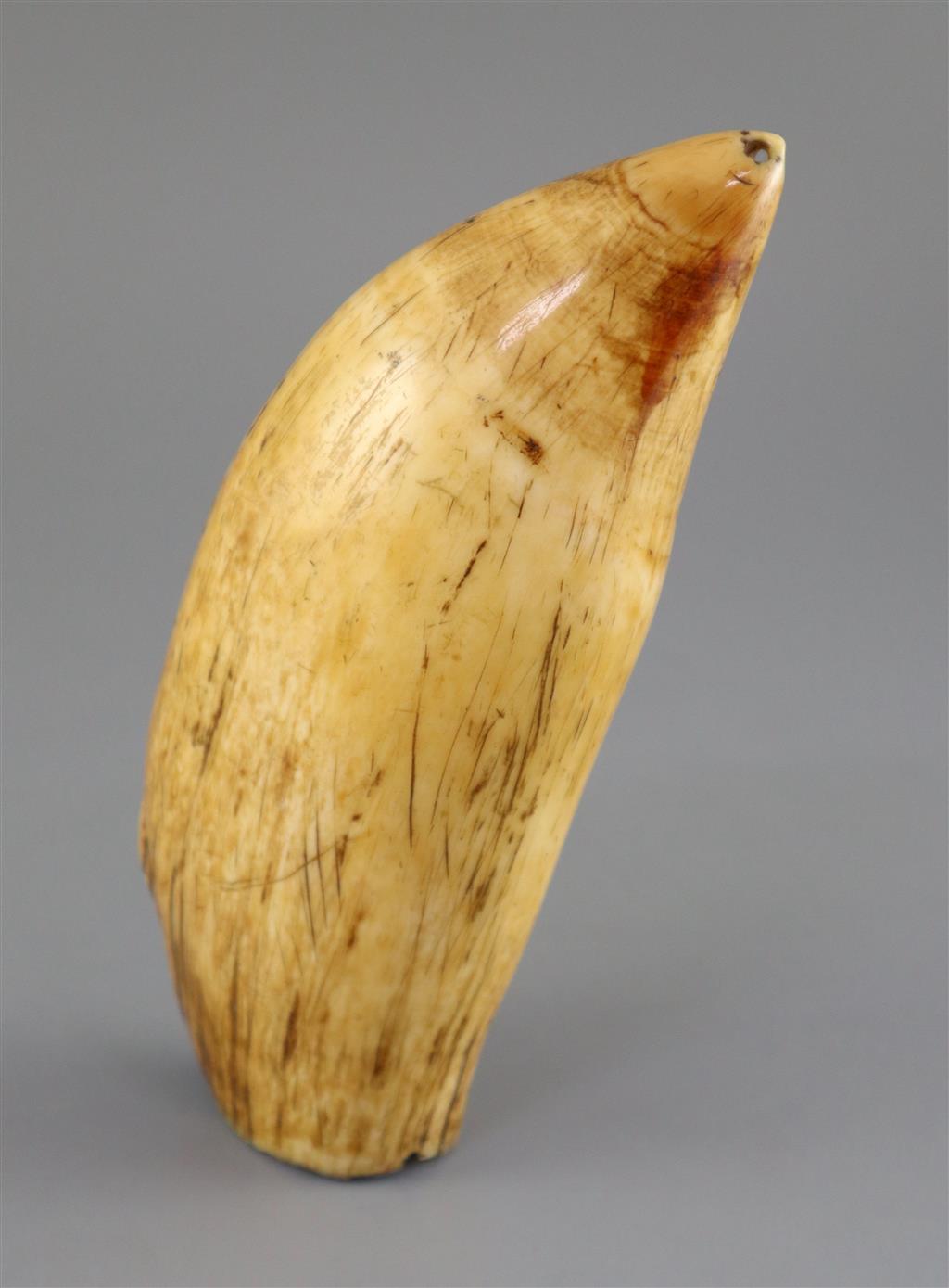 A 19th century South Seas sperm whale tooth tabua, 19th century, 18.5cm long, complete with CITES Cert. No. 594935/01